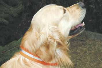 Hunde - Signalhalsung kurz, 3,5 cm breit mit Klettverschluss