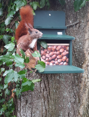 Eichhörnchen-Futterhaus