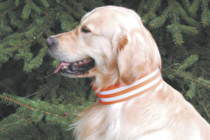 Hunde - Signalhalsung 5 cm breit mit Klettverschluss