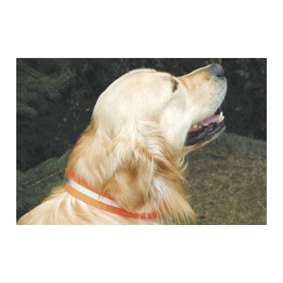 Hunde-Signalhalsung 3,5cm breit mit Schnallenverschluss